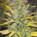 Gold Leaf Strain Marijuana Plant