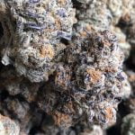 Jelly Breath Strain Marijuana Plant