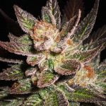 Lavender Strain Marijuana Plant