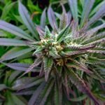 Lemon Drop Strain Marijuana Plant