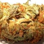 Orange Kush Strain Marijuana Plant
