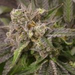 Pink Cookies Strain Marijuana Plant