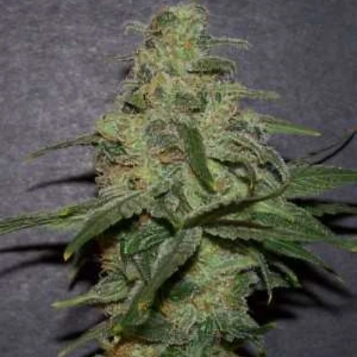 Platinum Kush Marijuana Strain