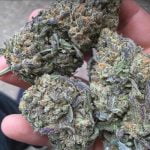 Purple Cookies Strain Marijuana Plant