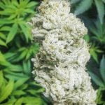 Snowball Strain Marijuana Plant