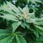 Snowcap Strain Marijuana Plant