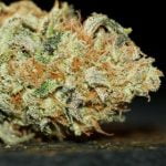 Wookie Strain Marijuana Plant