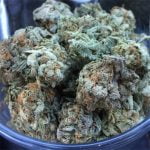 Cookie Dough Strain Marijuana Plant
