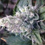 Blissful Wizard Strain Marijuana Plant