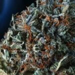 Blue Dragon Strain Marijuana Plant