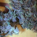 Blueberry Haze Strain Marijuana Plant