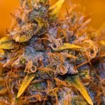 Blueberry OG Strain Marijuana Plant