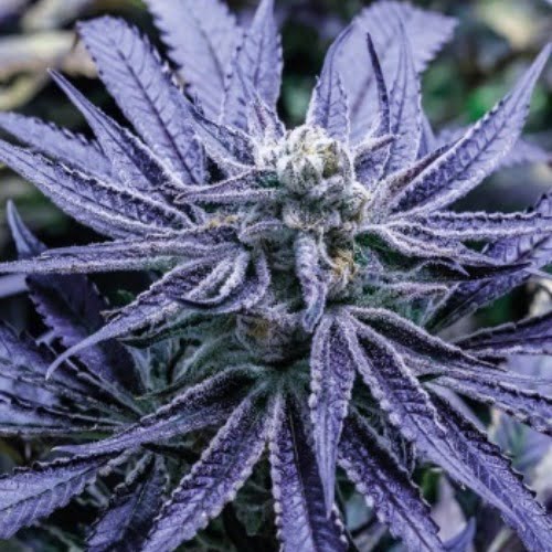 Blueberry OG Marijuana Strain