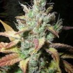 Extreme Cream Strain Marijuana Plant