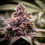Fluffhead Strain Marijuana Plant