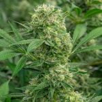 Glueberry Marijuana Strain