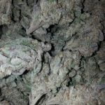 Khalifa Kush Strain Marijuana Plant