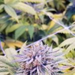 Meltdown Strain Marijuana Plant