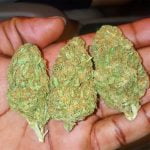 Milky Way Strain Marijuana Plant
