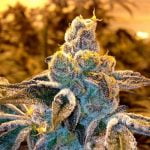 Phantom Cookies Strain Marijuana Plant