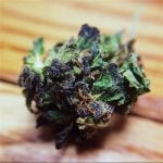 Purple Diesel Strain Marijuana Plant