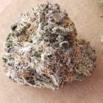 Purple Gorilla Bud