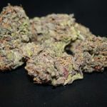 Purple Gorilla Strain Marijuana Plant
