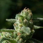 Skunkberry Strain Marijuana Plant