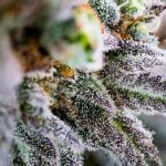 Sour Cookies Strain Marijuana Plant
