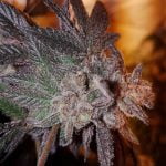 Strawberry Cookies Strain Marijuana Plant