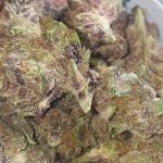 Strawberry Switchblade Strain Marijuana Plant
