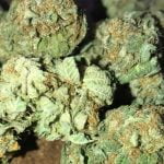 Vanilla Kush Strain Marijuana Plant