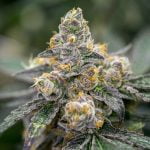 White Tahoe Cookies Strain Marijuana Plant