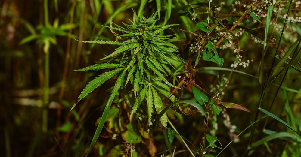 Exotic weed strains
