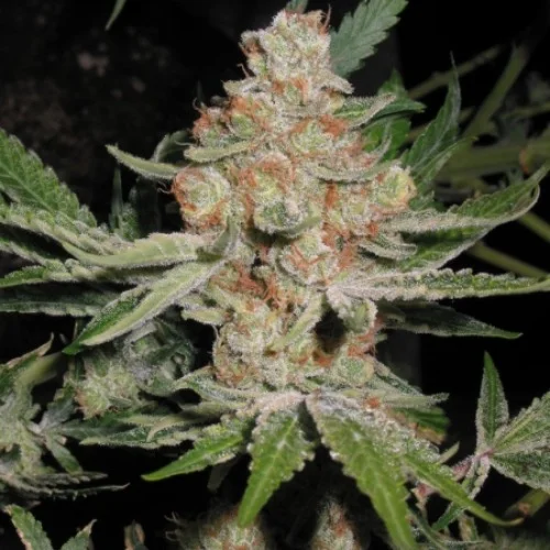 Alien Dawg Marijuana Strain