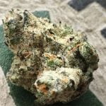 Blucifer Strain Marijuana Plant