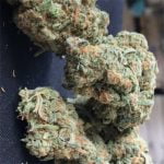 Bubba OG Strain Marijuana Plant