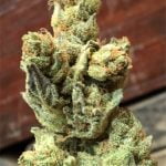 Cheesewreck Strain Marijuana Plant