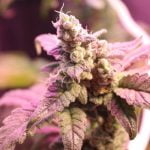 Cookie Wreck Strain Marijuana Plant