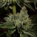 Island Girl Strain Marijuana Plant