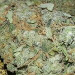 Lemon Jack Strain Marijuana Plant
