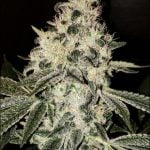 Mandarin Jack Strain Marijuana Plant