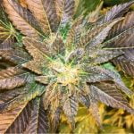 Medusa Strain Marijuana Plant