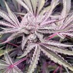 Nitro Cookies Strain Marijuana Plant