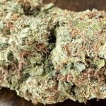 OG Cookies Strain Marijuana Plant