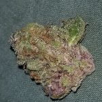 Plushberry Bud