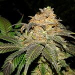 Plushberry Marijuana Strain