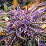 Purple Glue Marijuana Strain