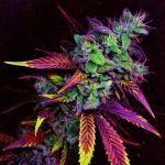 Rainbow Strain Marijuana Plant
