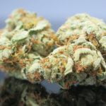 Snow White Strain Marijuana Plant